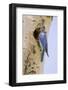 Yellowstone NP, Wyoming. Male mountain bluebird perched by its nesting hole on a paper birch tree.-Janet Horton-Framed Photographic Print