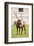 Yellowstone NP, Wyoming, USA. Portrait of a bull elk near the Mammoth Hot Springs Hotel.-Janet Horton-Framed Photographic Print