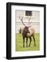 Yellowstone NP, Wyoming, USA. Portrait of a bull elk near the Mammoth Hot Springs Hotel.-Janet Horton-Framed Photographic Print