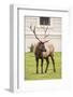 Yellowstone NP, Wyoming, USA. Portrait of a bull elk near the Mammoth Hot Springs Hotel.-Janet Horton-Framed Photographic Print