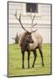 Yellowstone NP, Wyoming, USA. Portrait of a bull elk near the Mammoth Hot Springs Hotel.-Janet Horton-Mounted Photographic Print