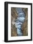 Yellowstone River cutting through rhyolite cliffs, Grand Canyon of the Yellowstone, Yellowstone NP-Alan Majchrowicz-Framed Photographic Print