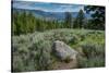 Yellowstone River Picnic Area, Yellowstone National Park, Wyoming, USA-Roddy Scheer-Stretched Canvas