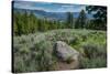Yellowstone River Picnic Area, Yellowstone National Park, Wyoming, USA-Roddy Scheer-Stretched Canvas