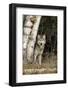 Yellowstone - Wolf in Forest - Lantern Press Photography (James T. Jones)-Lantern Press-Framed Photographic Print