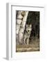 Yellowstone - Wolf in Forest - Lantern Press Photography (James T. Jones)-Lantern Press-Framed Photographic Print