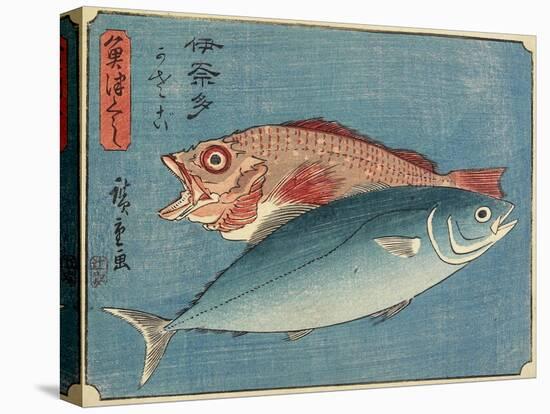 Yellowtail and Rockfish, 1830-1844-Utagawa Hiroshige-Stretched Canvas