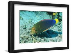 Yellowtail Coris-Intermediate Phase-Hal Beral-Framed Photographic Print