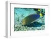 Yellowtail Coris-Intermediate Phase-Hal Beral-Framed Photographic Print