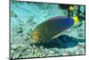 Yellowtail Coris-Intermediate Phase-Hal Beral-Mounted Photographic Print