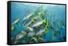 Yellowtail Grunt, Galapagos Islands, Ecuador-Pete Oxford-Framed Stretched Canvas