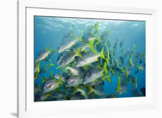 Yellowtail Grunt, Galapagos Islands, Ecuador-Pete Oxford-Framed Photographic Print