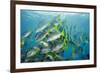 Yellowtail Grunt, Galapagos Islands, Ecuador-Pete Oxford-Framed Photographic Print