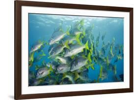 Yellowtail Grunt, Galapagos Islands, Ecuador-Pete Oxford-Framed Photographic Print