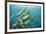 Yellowtail Grunt, Galapagos Islands, Ecuador-Pete Oxford-Framed Photographic Print