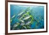 Yellowtail Grunt, Galapagos Islands, Ecuador-Pete Oxford-Framed Photographic Print