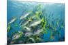 Yellowtail Grunt, Galapagos Islands, Ecuador-Pete Oxford-Mounted Photographic Print