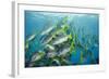 Yellowtail Grunt, Galapagos Islands, Ecuador-Pete Oxford-Framed Photographic Print