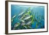 Yellowtail Grunt, Galapagos Islands, Ecuador-Pete Oxford-Framed Photographic Print