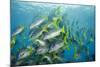 Yellowtail Grunt, Galapagos Islands, Ecuador-Pete Oxford-Mounted Photographic Print