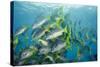 Yellowtail Grunt, Galapagos Islands, Ecuador-Pete Oxford-Stretched Canvas