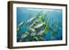 Yellowtail Grunt, Galapagos Islands, Ecuador-Pete Oxford-Framed Photographic Print