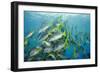 Yellowtail Grunt, Galapagos Islands, Ecuador-Pete Oxford-Framed Photographic Print