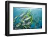 Yellowtail Grunt, Galapagos Islands, Ecuador-Pete Oxford-Framed Photographic Print