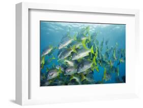 Yellowtail Grunt, Galapagos Islands, Ecuador-Pete Oxford-Framed Photographic Print