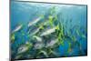 Yellowtail Grunt, Galapagos Islands, Ecuador-Pete Oxford-Mounted Photographic Print