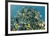 Yellowtail Surgeonfish, Galapagos Islands, Ecuador-Pete Oxford-Framed Photographic Print