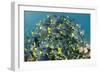 Yellowtail Surgeonfish, Galapagos Islands, Ecuador-Pete Oxford-Framed Photographic Print