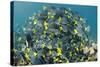 Yellowtail Surgeonfish, Galapagos Islands, Ecuador-Pete Oxford-Stretched Canvas