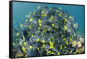 Yellowtail Surgeonfish, Galapagos Islands, Ecuador-Pete Oxford-Framed Stretched Canvas