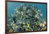 Yellowtail Surgeonfish, Galapagos Islands, Ecuador-Pete Oxford-Framed Photographic Print