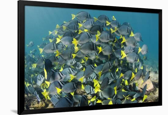 Yellowtail Surgeonfish, Galapagos Islands, Ecuador-Pete Oxford-Framed Photographic Print