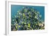 Yellowtail Surgeonfish, Galapagos Islands, Ecuador-Pete Oxford-Framed Photographic Print