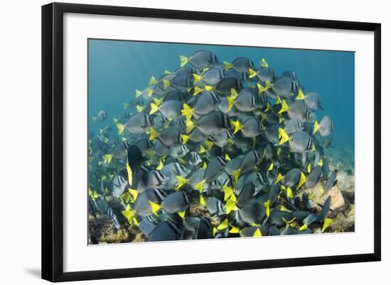 Yellowtail Surgeonfish, Galapagos Islands, Ecuador-Pete Oxford-Framed Photographic Print