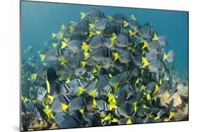 Yellowtail Surgeonfish, Galapagos Islands, Ecuador-Pete Oxford-Mounted Photographic Print