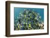 Yellowtail Surgeonfish, Galapagos Islands, Ecuador-Pete Oxford-Framed Photographic Print