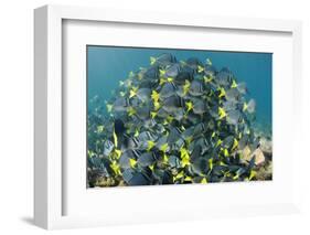 Yellowtail Surgeonfish, Galapagos Islands, Ecuador-Pete Oxford-Framed Photographic Print