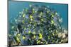 Yellowtail Surgeonfish, Galapagos Islands, Ecuador-Pete Oxford-Mounted Photographic Print