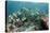 Yellowtail Surgeonfish, Galapagos Islands, Ecuador-Pete Oxford-Stretched Canvas