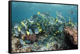 Yellowtail Surgeonfish, Galapagos Islands, Ecuador-Pete Oxford-Framed Stretched Canvas