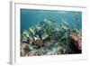 Yellowtail Surgeonfish, Galapagos Islands, Ecuador-Pete Oxford-Framed Photographic Print