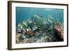 Yellowtail Surgeonfish, Galapagos Islands, Ecuador-Pete Oxford-Framed Photographic Print