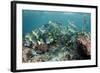 Yellowtail Surgeonfish, Galapagos Islands, Ecuador-Pete Oxford-Framed Photographic Print