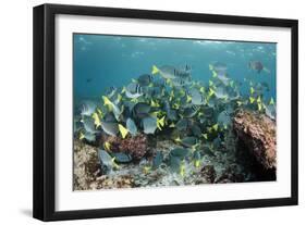 Yellowtail Surgeonfish, Galapagos Islands, Ecuador-Pete Oxford-Framed Photographic Print