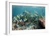 Yellowtail Surgeonfish, Galapagos Islands, Ecuador-Pete Oxford-Framed Photographic Print