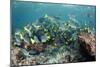 Yellowtail Surgeonfish, Galapagos Islands, Ecuador-Pete Oxford-Mounted Photographic Print